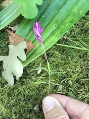 Clarkia concinna concinna