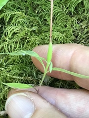 Clarkia concinna concinna