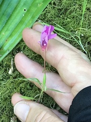 Clarkia concinna concinna