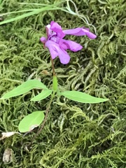 Clarkia concinna concinna