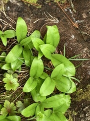 Clintonia uniflora