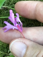 Clarkia concinna concinna