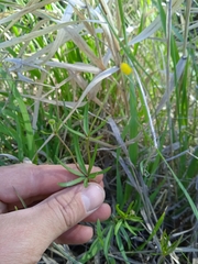 Ranunculus monophyllus