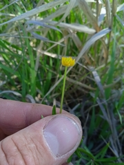 Ranunculus monophyllus