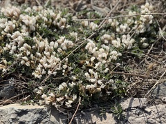 Astragalus scaberrimus