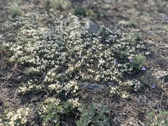 Astragalus scaberrimus