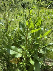 Rumex obtusifolius obtusifolius
