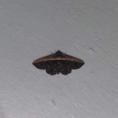 Selenisa lanipes