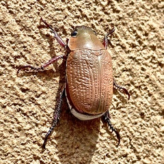 Anoplostethus roseus