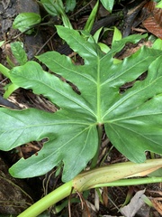 Philodendreae