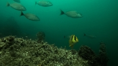 Anisotremus taeniatus