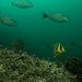 Anisotremus taeniatus