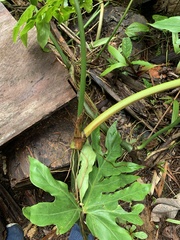 Philodendreae