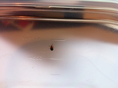 Triplax thoracica