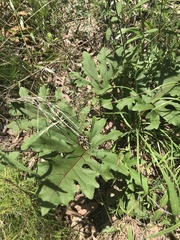 Silphium compositum compositum