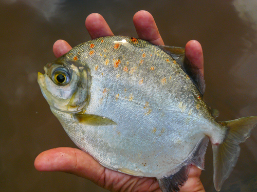 Redhook metynnis (Myloplus rubripinnis) — Serrasalmidae — 2