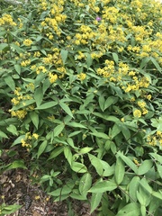 Lysimachia fraseri