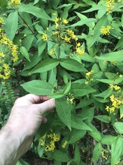 Lysimachia fraseri