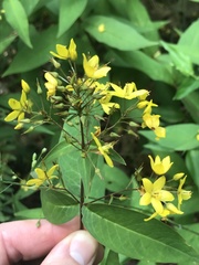 Lysimachia fraseri