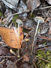 Mycena mijoi