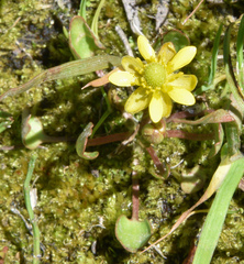 Halerpestes cymbalaria
