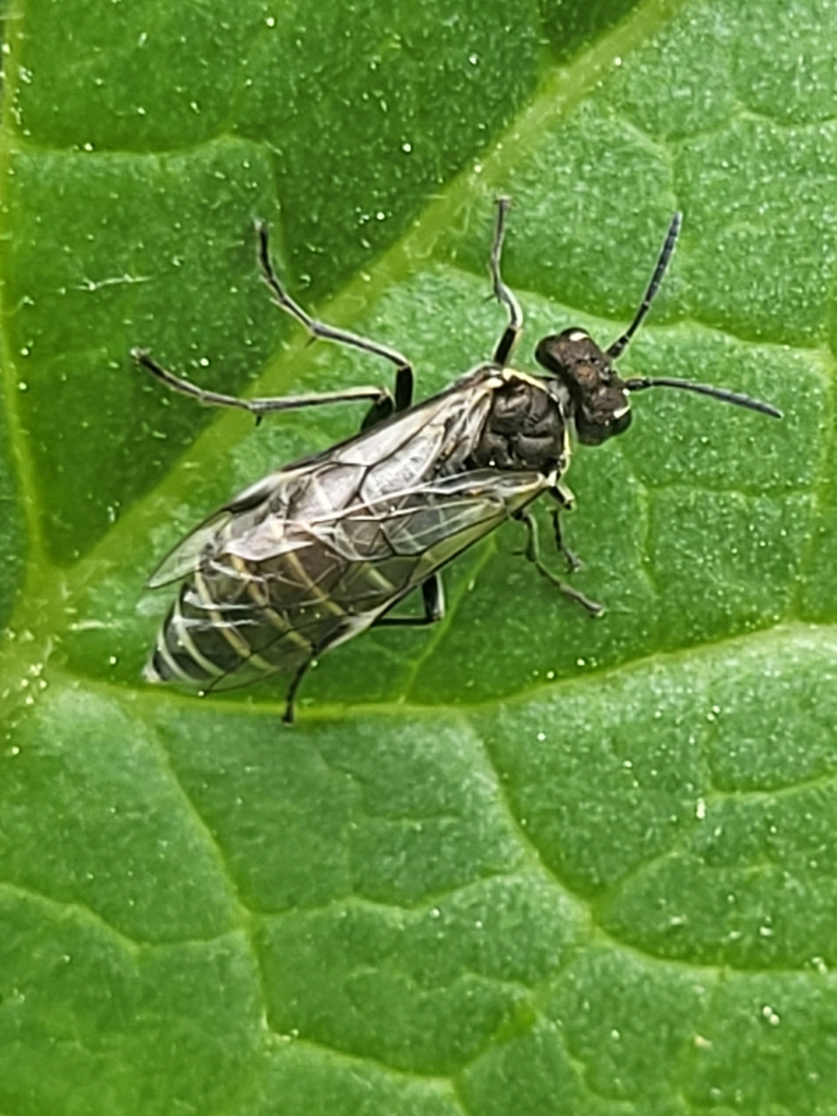 Sciapteryx circassica