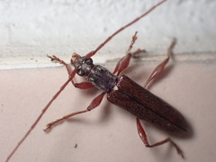 Ceresium sinicum ornaticolle