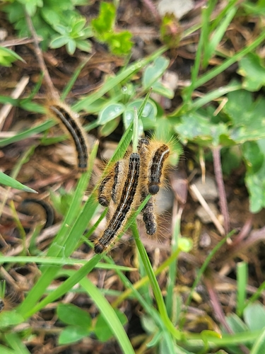priadkovec mliečnikový (Malacosoma castrensis)