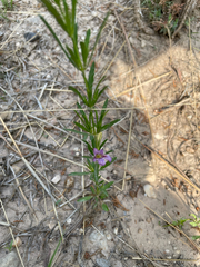 Dyschoriste linearis