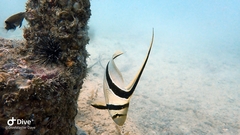 Eques lanceolatus