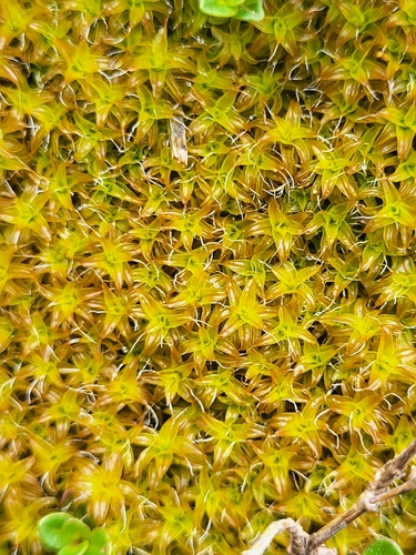skrútenec (Syntrichia)