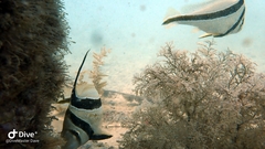 Eques lanceolatus