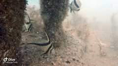 Eques lanceolatus