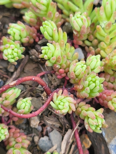 rozchodník bledý (Sedum pallidum)