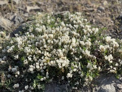 Astragalus scaberrimus
