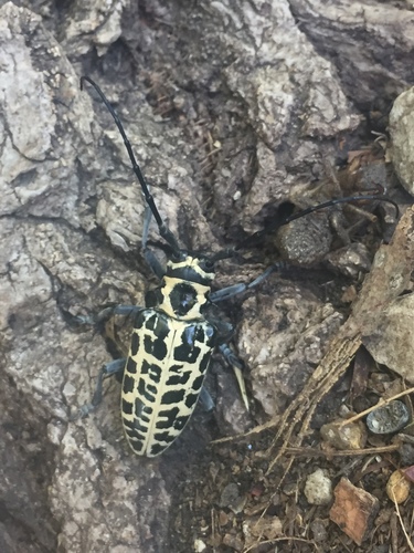 Cottonwood Borer photo 5