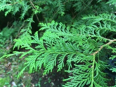Chamaecyparis pisifera