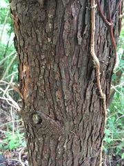 Chamaecyparis pisifera