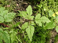 Osmorhiza purpurea