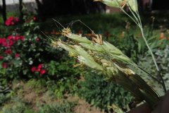 Helictotrichon sempervirens