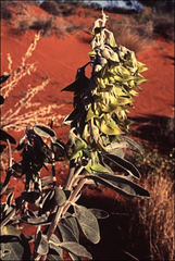 Crotalaria cunninghamii