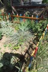 Helictotrichon sempervirens