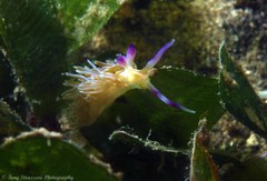 Pteraeolidia ianthina