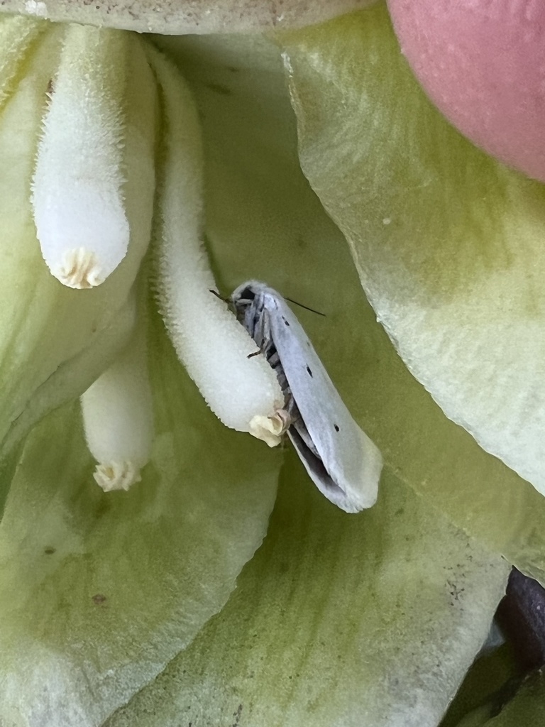 Five-spotted Bogus Yucca Moth