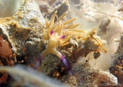 Pteraeolidia ianthina
