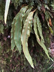 Elaphoglossum paleaceum
