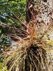 Tillandsia setacea