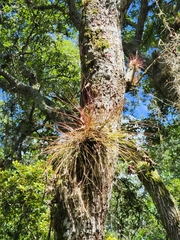 Tillandsia setacea