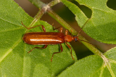 Rhagonycha fulva