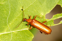 Rhagonycha fulva